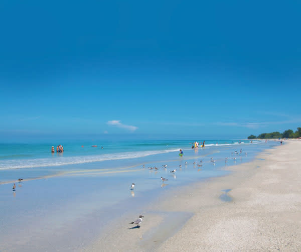 Sarasota Coastlines Are Some Of The Best Shelling Beaches In