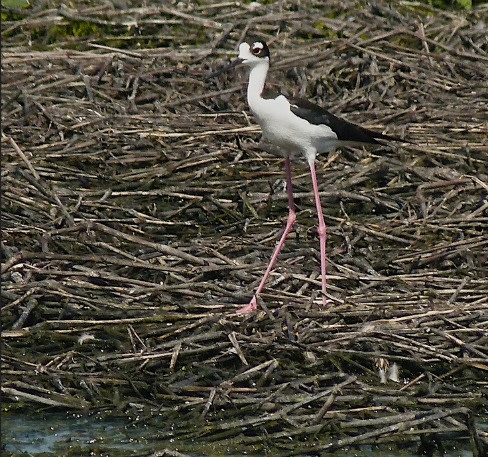 Blackneckedstilt edit markmi