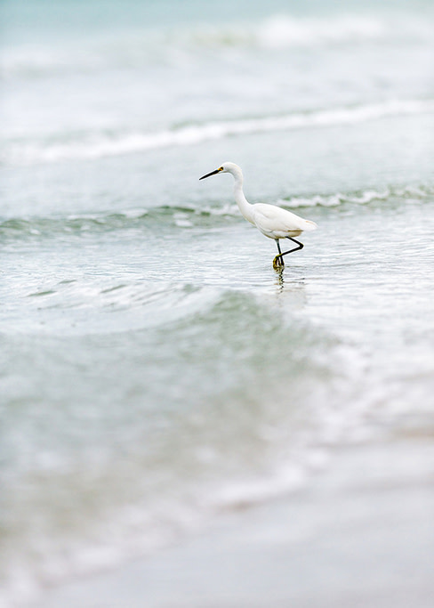 Egret edit qlzto6