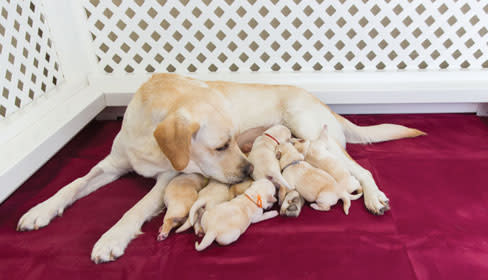 Southeastern Guide Dogs - Bolt's headed for the ice! Join us today