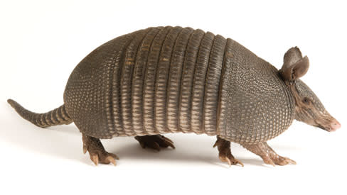 Photoark armadillo otcgcu