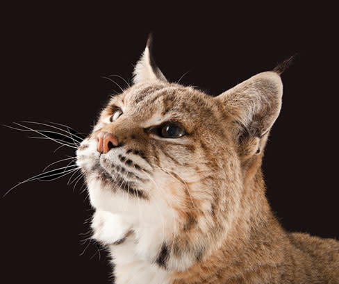 Photoark bobcat rvjzhn