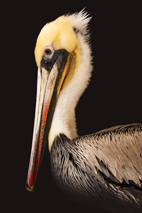 Photoark pelican gcbxhz