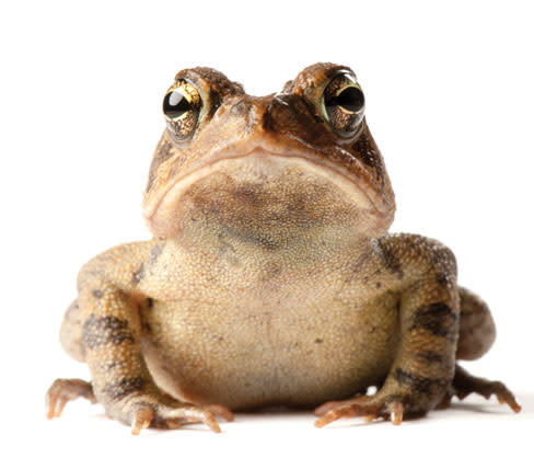 Photoark toad wmigwr