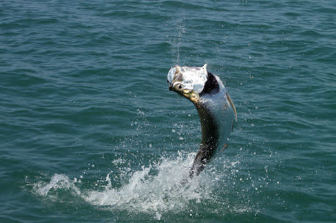 Tarpon opener oofsmv