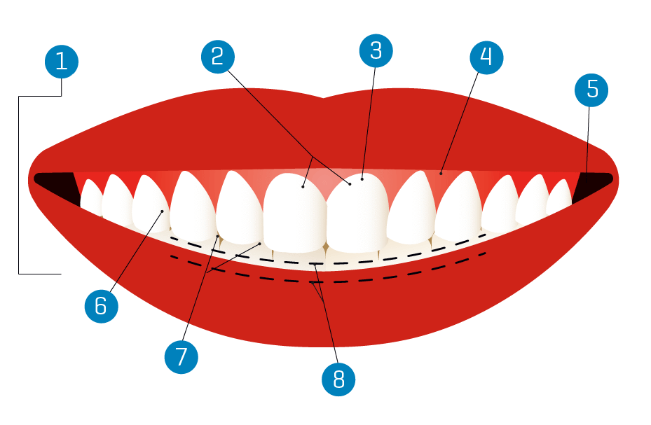 anterior anatomy and the science of a natural smile pdf