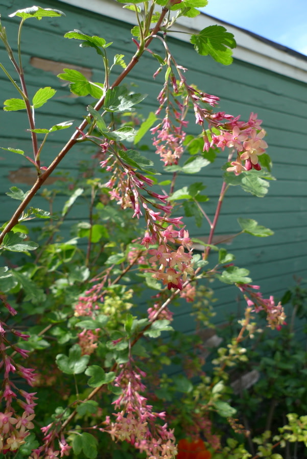 red-flowering-currant-portland-monthly