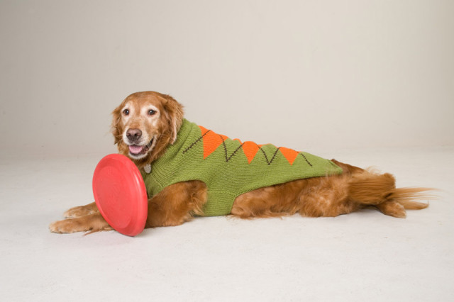 Watch Out, Phanatic! this Sheltie Dog Makes a Perfect Mascot for