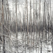Thumbnail for - David Nadel: Burns