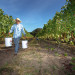 Thumbnail for - Slide Show: Behind the Scenes of Wine Country's Harvest Season