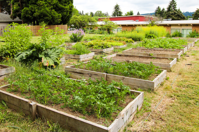 Schoolyard Farms Brooke Bass Photography Portland Monthly