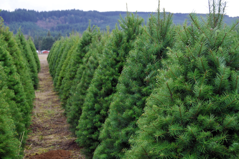 the ultimate guide to u cut christmas tree farms the ultimate guide to u cut christmas tree farms