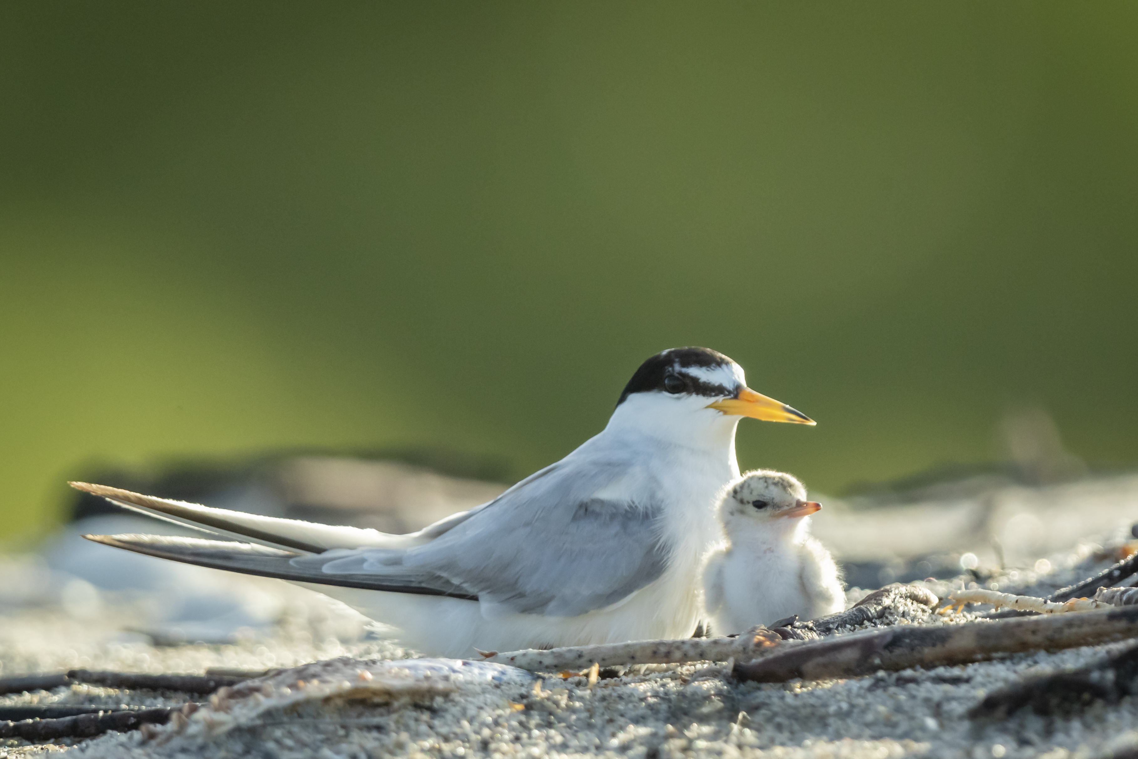 Nature on Parade in a New at the Conservation Foundation | Sarasota Magazine