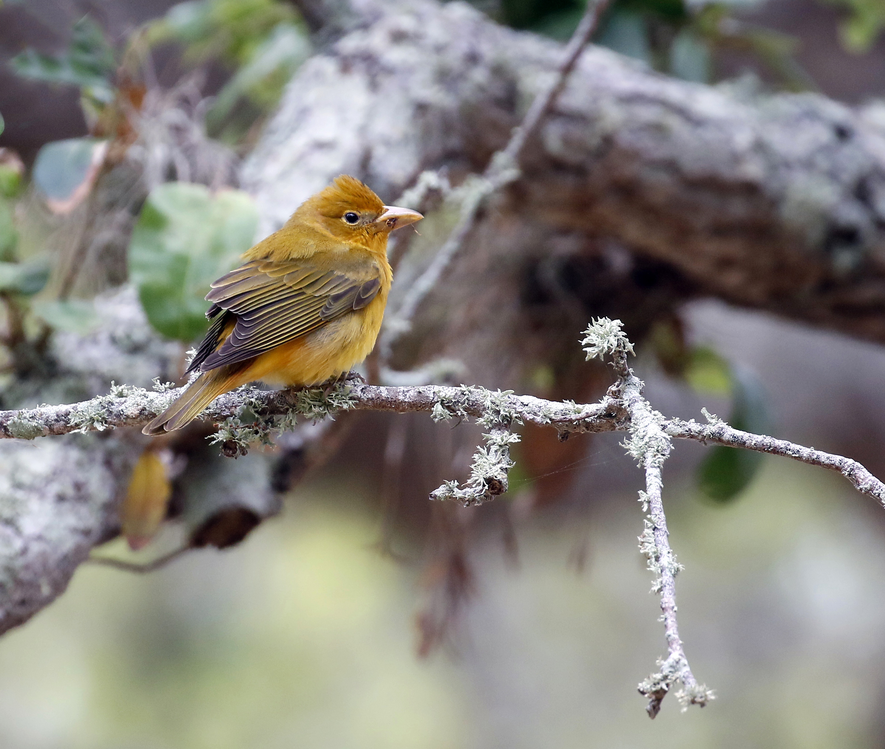 Arizona Christmas Bird Count 2022 Global Warming And Population Growth Are Impacting Local Bird Numbers |  Sarasota Magazine