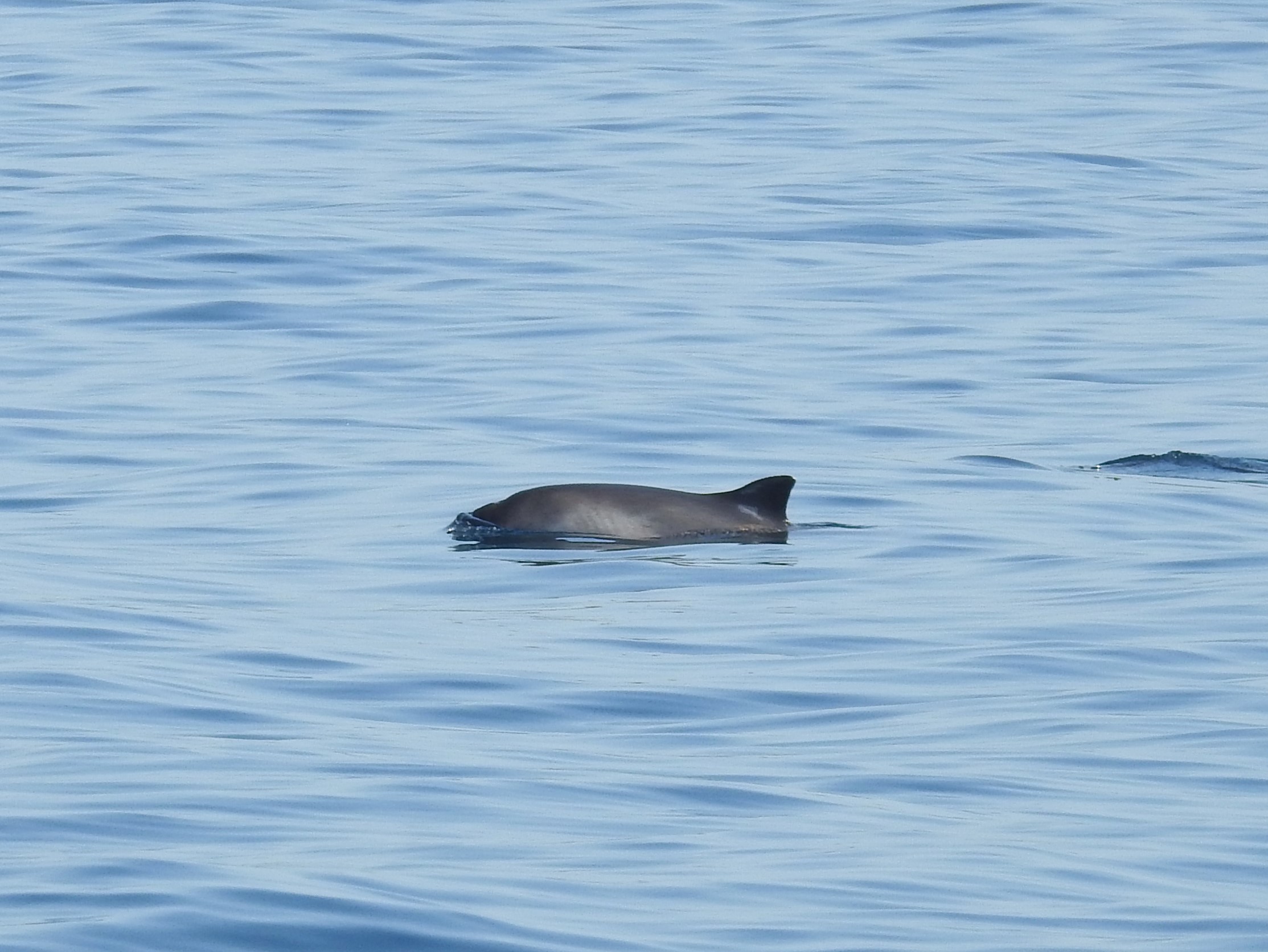 Marine Mammal Identification Training image