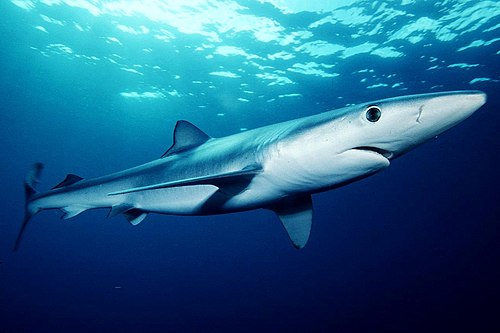 Shark Identification Training image