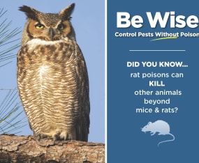 Campaign Focuses on Dangers of Rodenticide