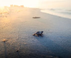 Coastal Resilience Connections: Can Sea Turtles Crawl towards Adaptation?