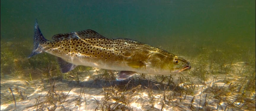 http://res.cloudinary.com/sanibel-captiva-conservation-foundation-recon/image/upload/f_auto,q_auto/v1476298648/fvgrum39ur84s7pu3lqj.jpg