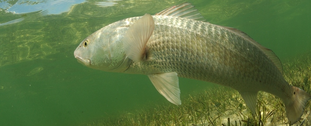 Winds, temperatures can affect varying red drum numbers