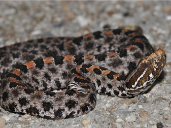 dusky pygmy rattlesnake