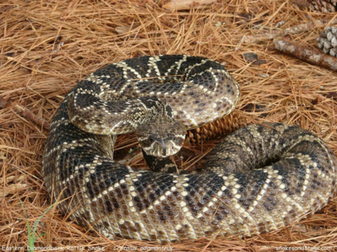 eastern diamondback rattlesnake