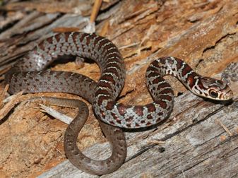 Florida Venomous Snakes Chart