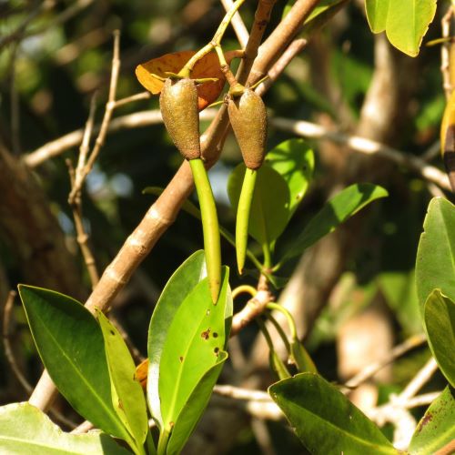 Generic AquaGardens | Red Mangrove - Live Plant (Small