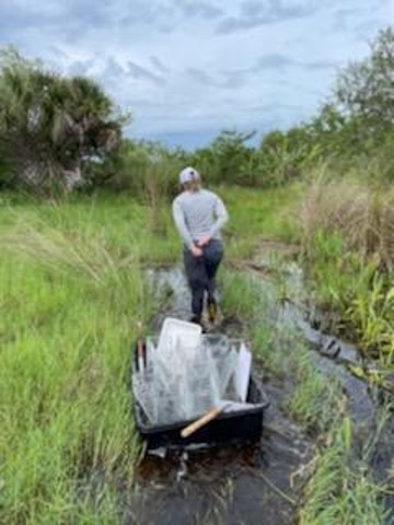 intern helping with sampling carrying nets through stream
