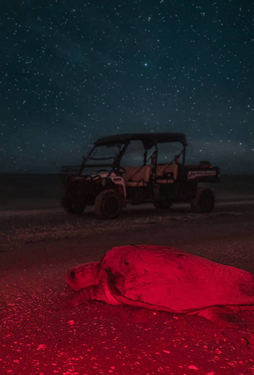 Image of loggerhead nesting on Sanibel
