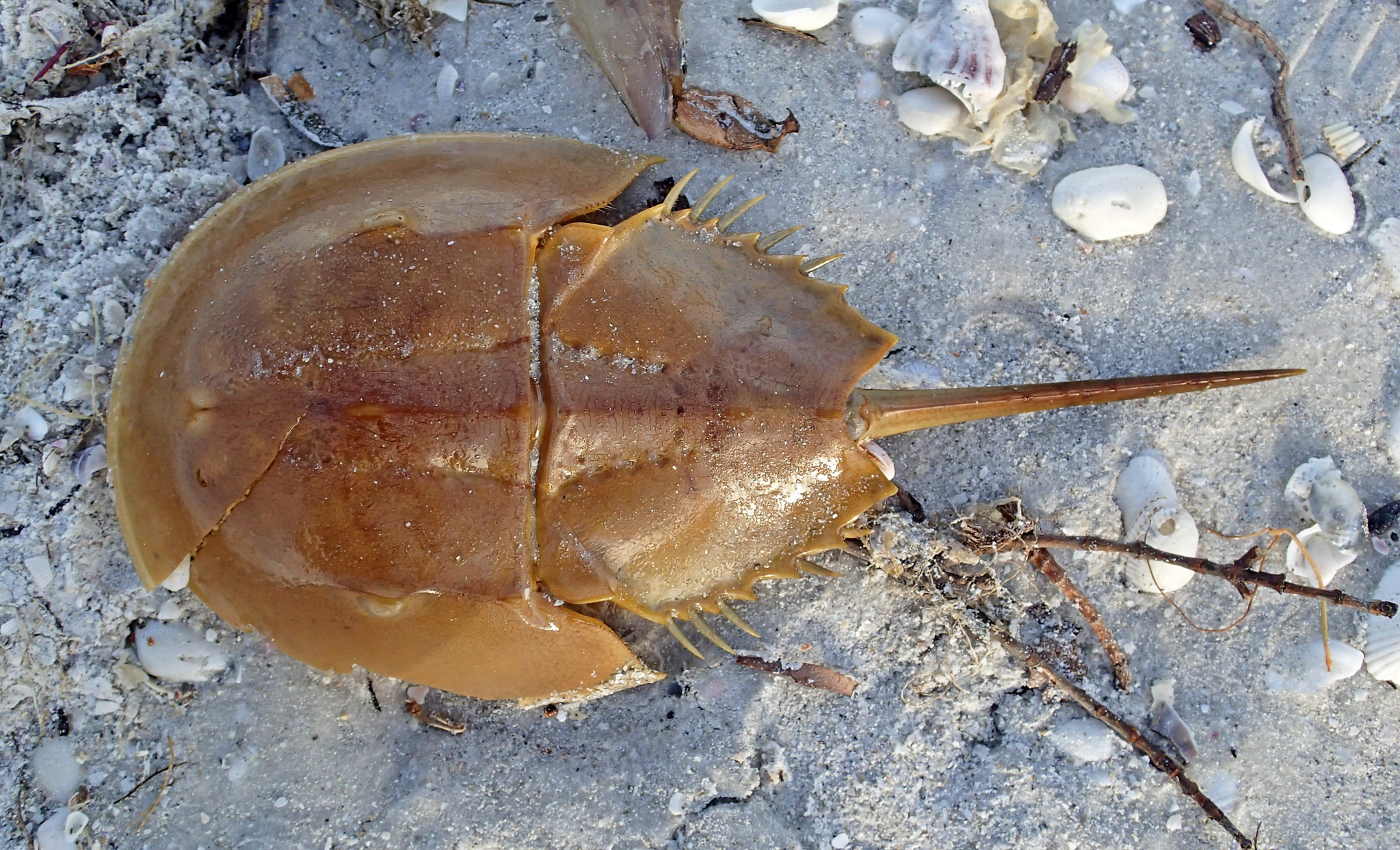 Image of horseshoe crab