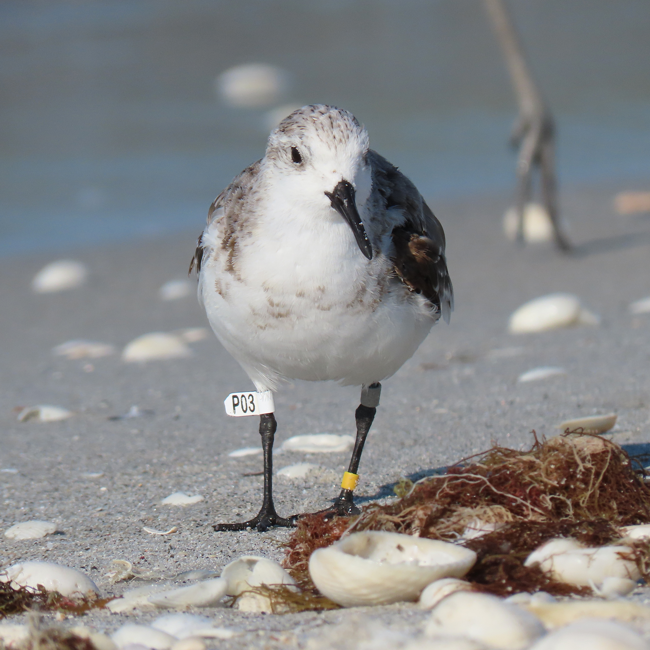 Image of sanderling p03