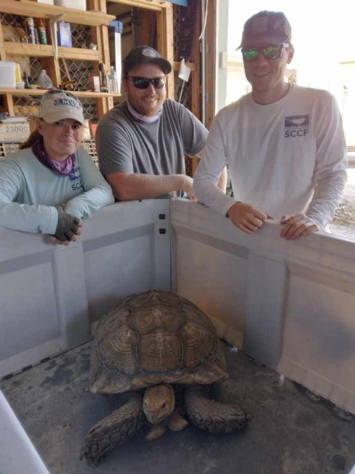 Three people and tortoise