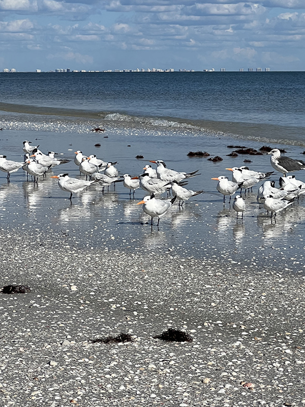 royal terns