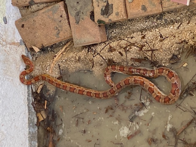 snake