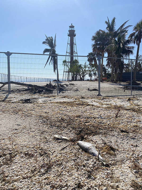 dead fish by lighthouse