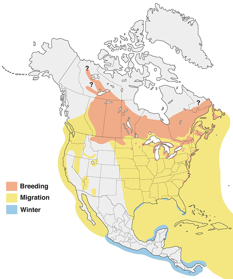 common tern range map