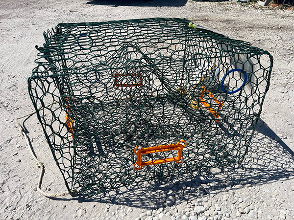 Keep crabs in and terrapins out, FWC rule for recreational crab traps goes  into effect March 1 - Walton Outdoors