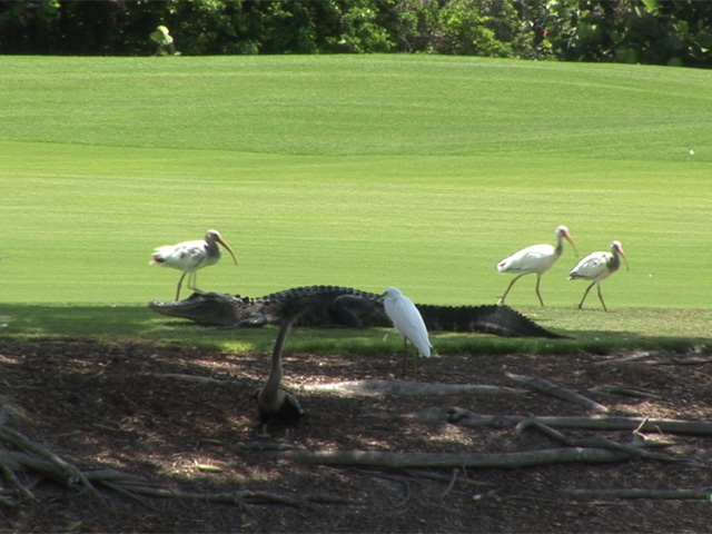 Birds vs. Gator