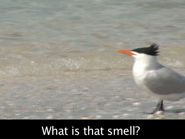 Bird Watching With Subtitles #1 - Smell