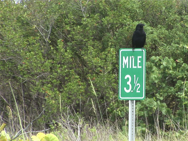 Crow vs. Visitor