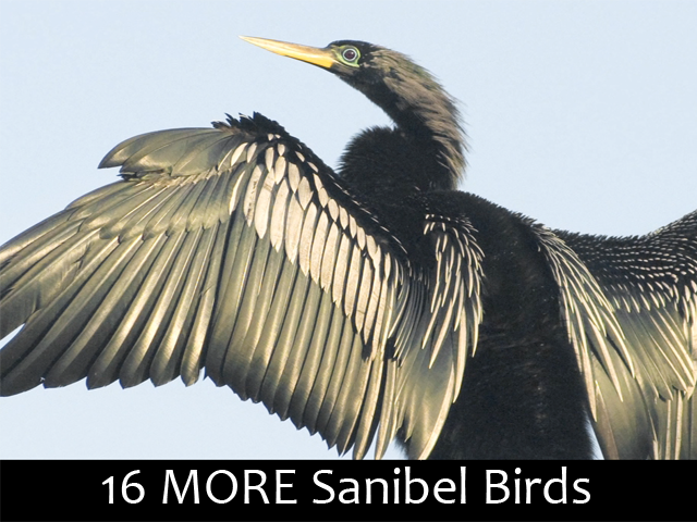 16 MORE Sanibel Birds - Can you name them?