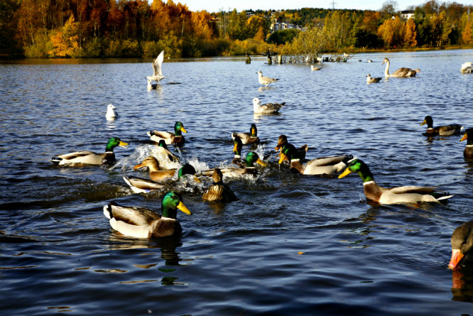 (Foto: Katrine Nordli/Aftenposten)