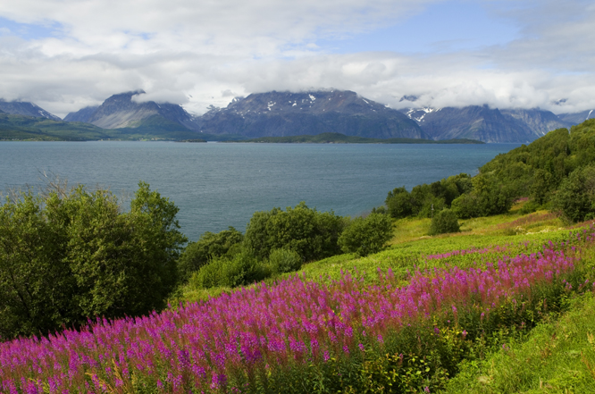 Foto: Willy Haraldsen / SCANPIX
