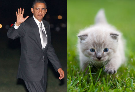 obama-katt