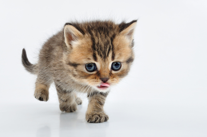 small Scottish straight kitten walking towards