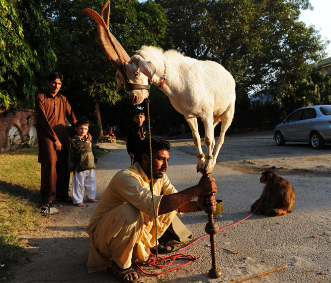 Her trenes en geit i Pakistan opp til å underholde mennesker. (Foto: AFP/Scanpix)