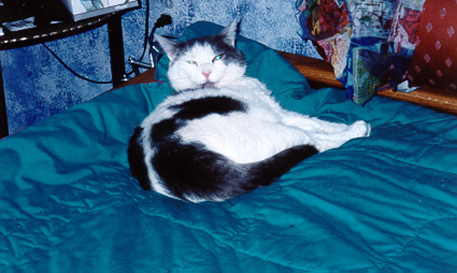 (FOTO: Meredith P./Flickr/CC BY-ND 2.0)
