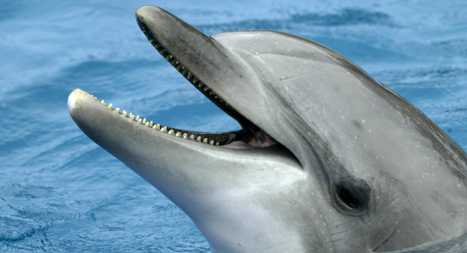 Den var en slik delfin Sharon Tendler giftet seg med. (FOTO: REUTERS)