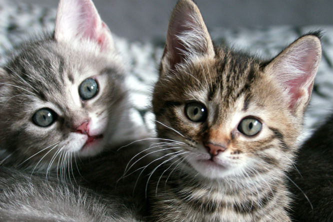 (Foto: Colourbox)